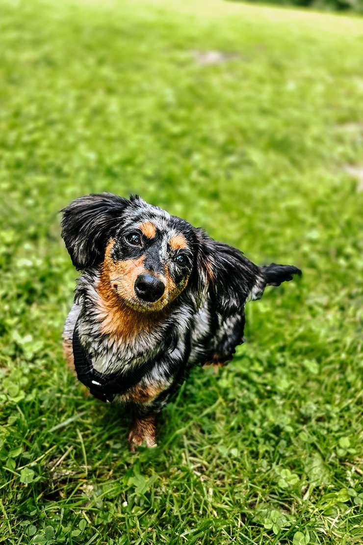 hundeportraits kleine hunde7