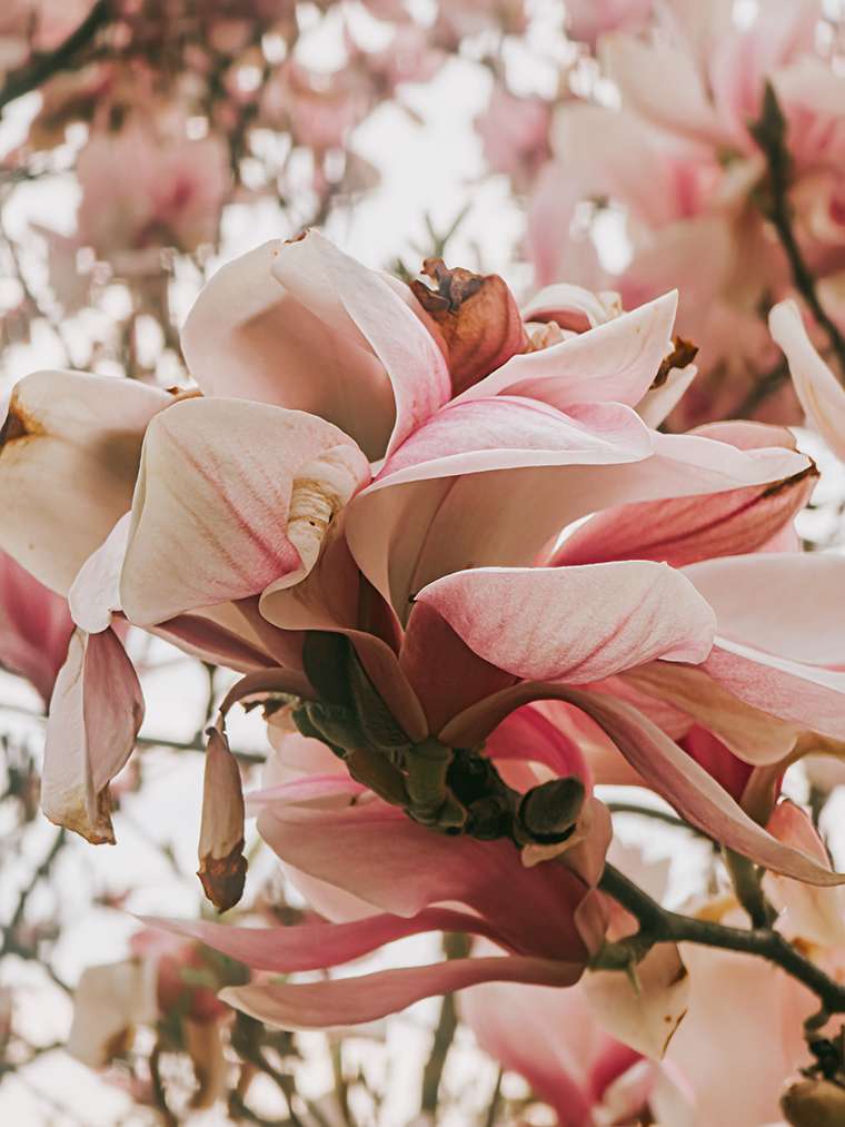 Offiziell Frühling – und plötzlich macht alles wieder Sinn 9 20260415 14