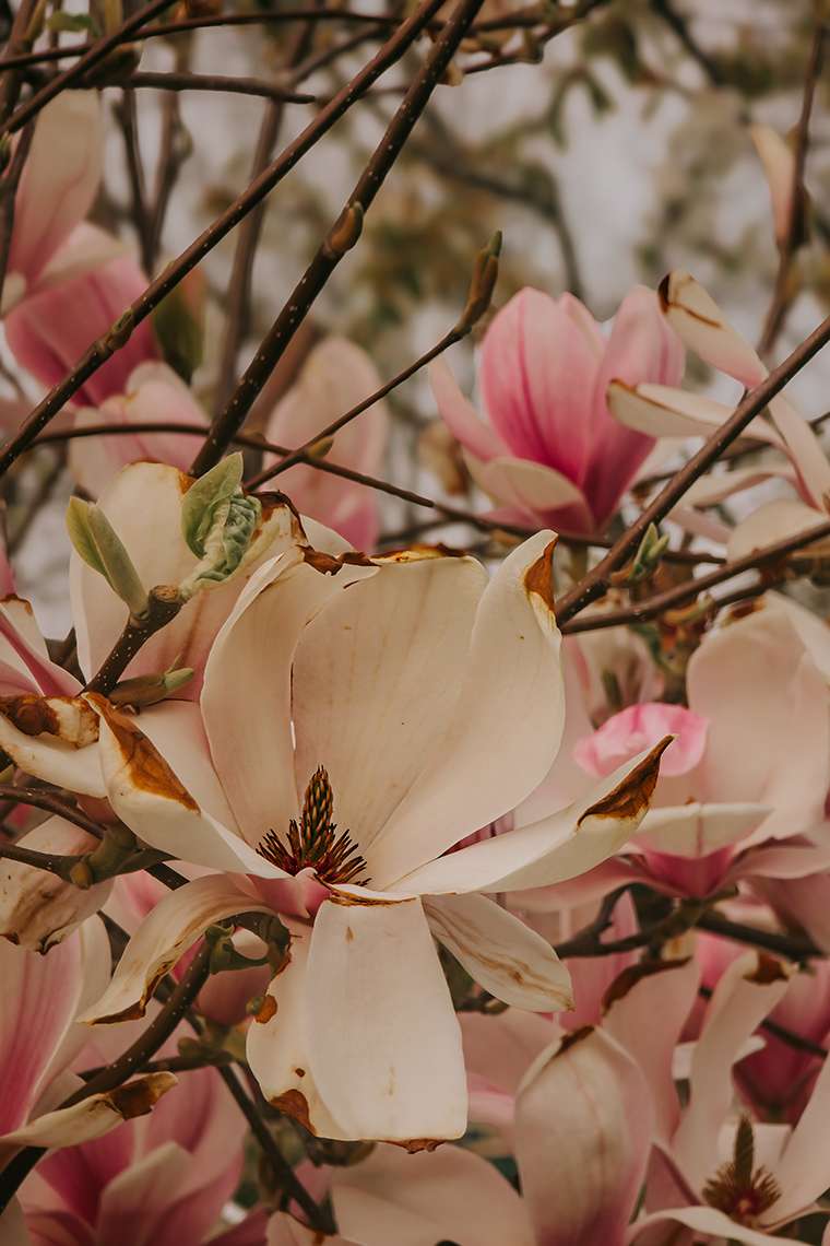 Offiziell Frühling – und plötzlich macht alles wieder Sinn 1 Offiziell Frühling – und plötzlich macht alles wieder Sinn
