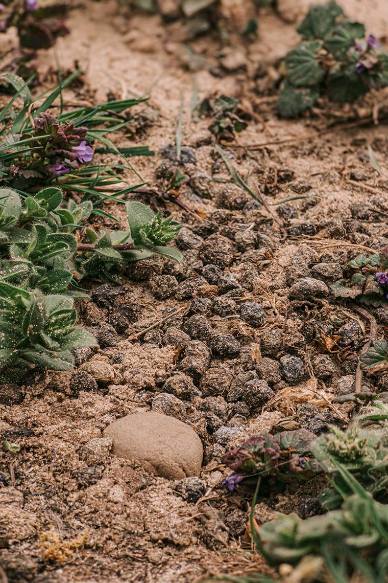 20260416 campingplatz 25