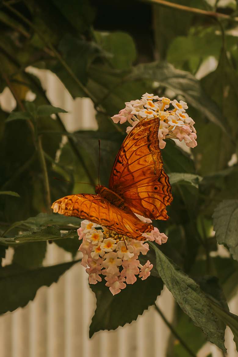 20260507 schmetterlingsgarten 11