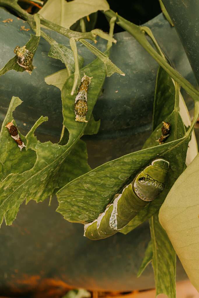 20260507 schmetterlingsgarten 22