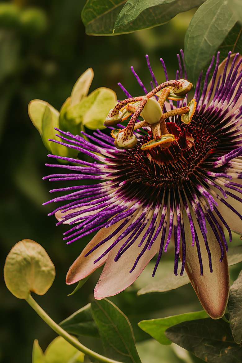20260507 schmetterlingsgarten 27