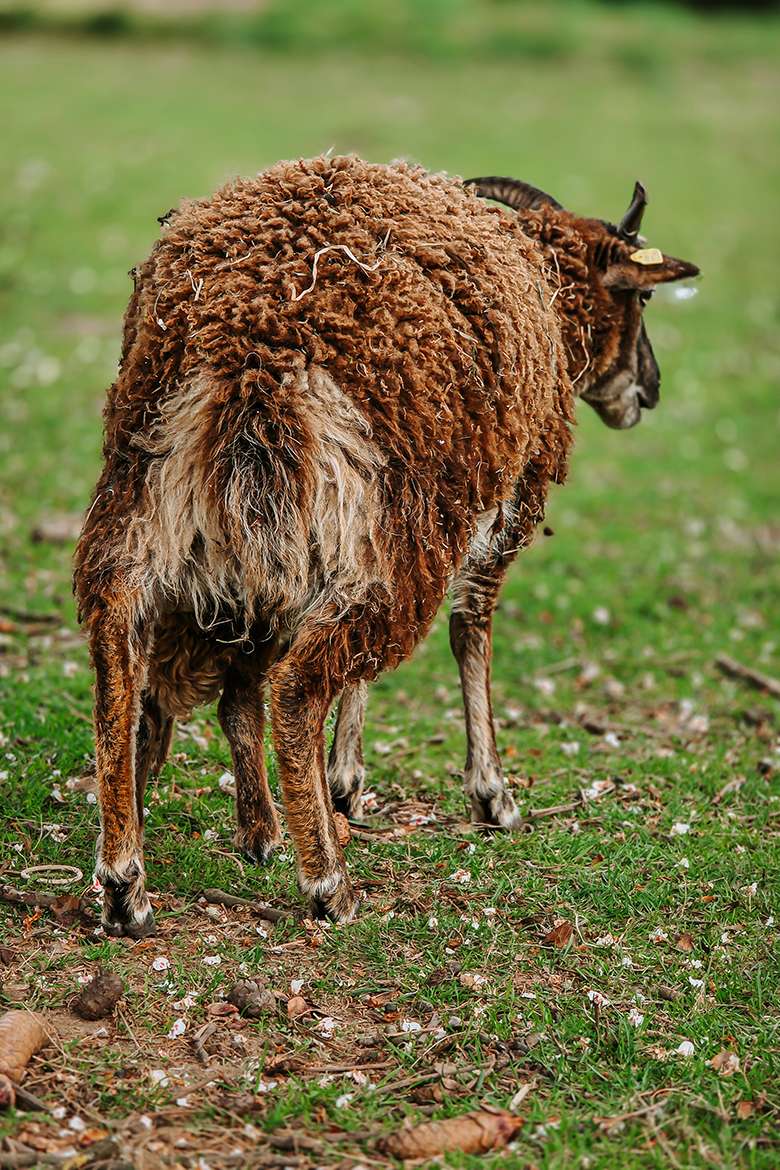 20260515 wildpark schwarze berge 11
