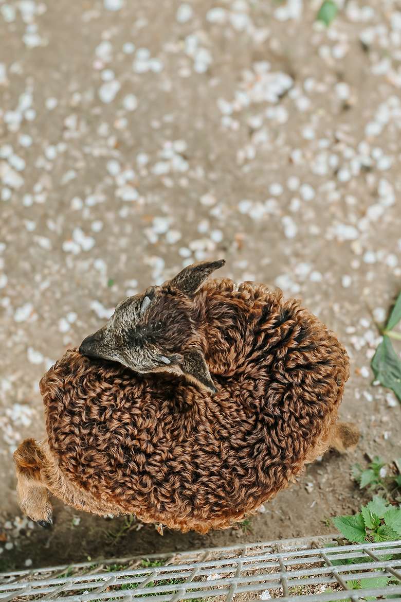 20260515 wildpark schwarze berge 12