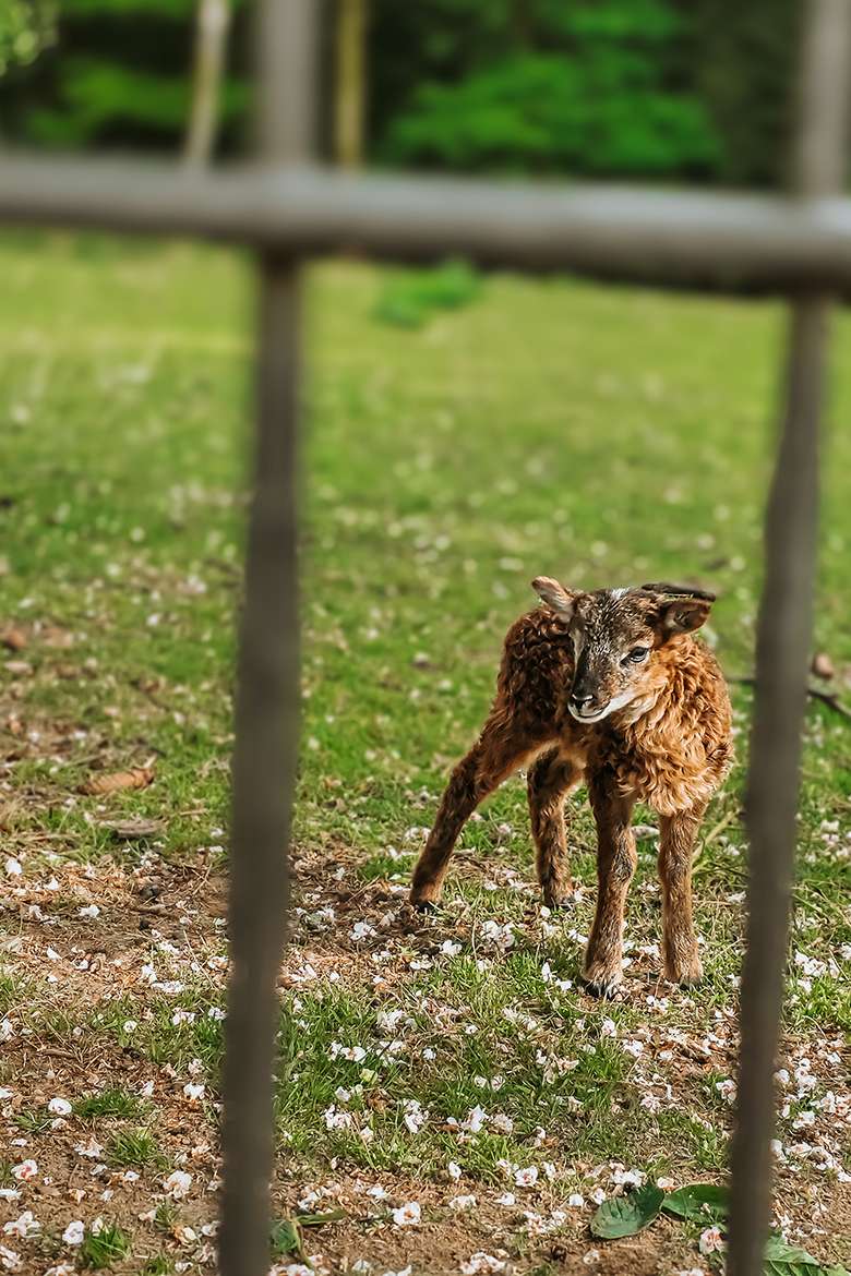20260515 wildpark schwarze berge 13