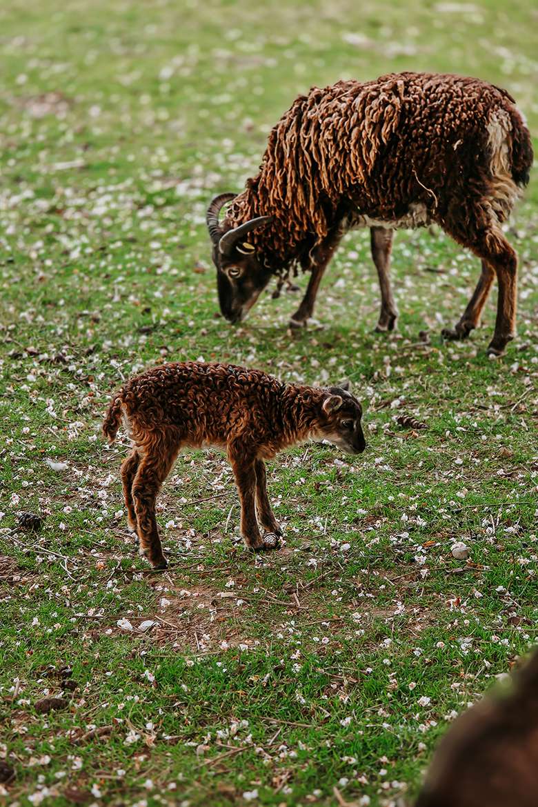 20260515 wildpark schwarze berge 14