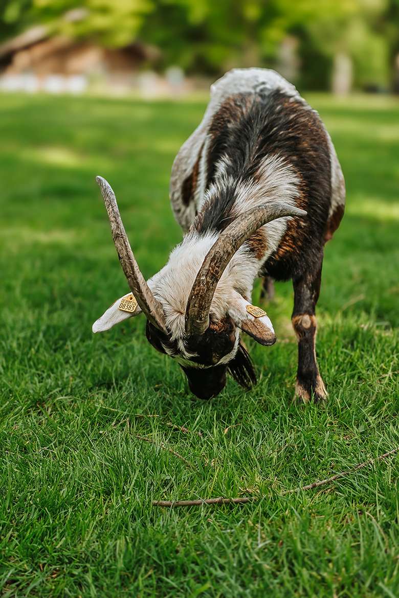 20260515 wildpark schwarze berge 19