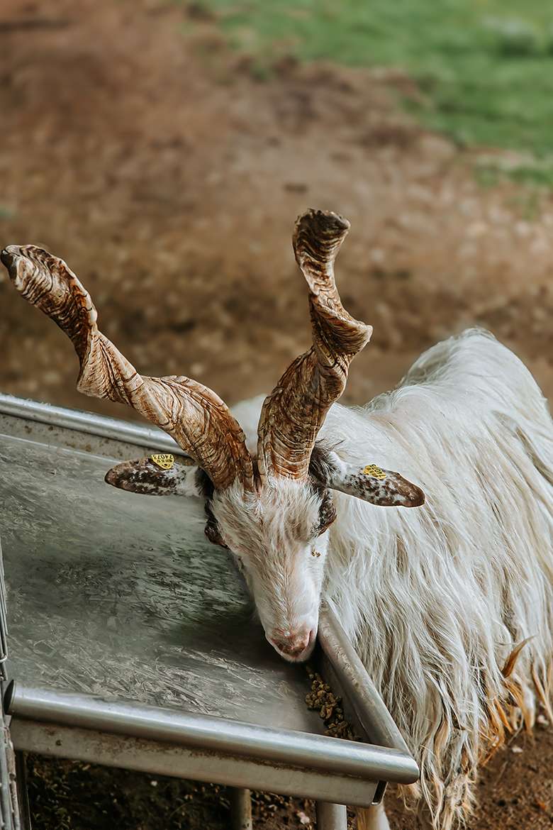 20260515 wildpark schwarze berge 32
