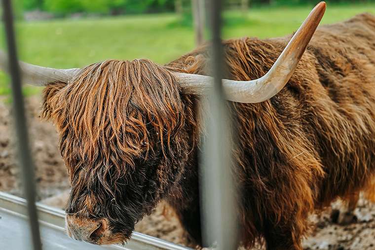 20260515 wildpark schwarze berge 34