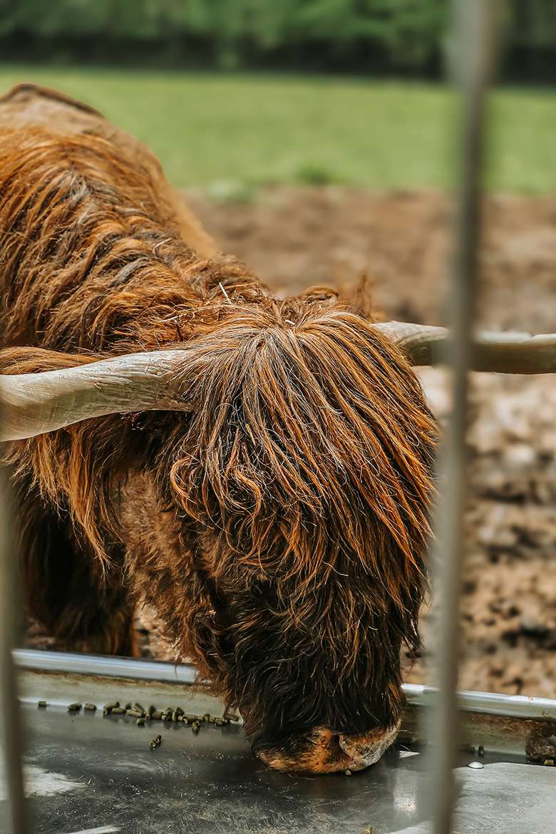 20260515 wildpark schwarze berge 35