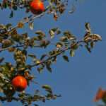 Photo Dump: es herbstelt 2 20261003 17