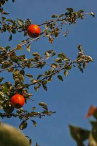 Photo Dump: es herbstelt 1 20261003 17