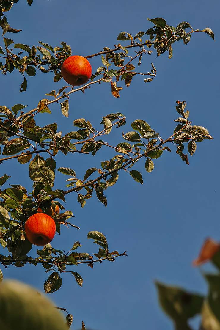 Photo Dump: es herbstelt 1 20261003 17